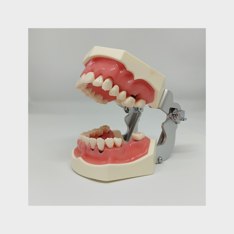 Model til trning af parodontale behandlingsteknikker 